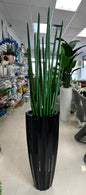 Sansevieria Plant in Tall Black Planter